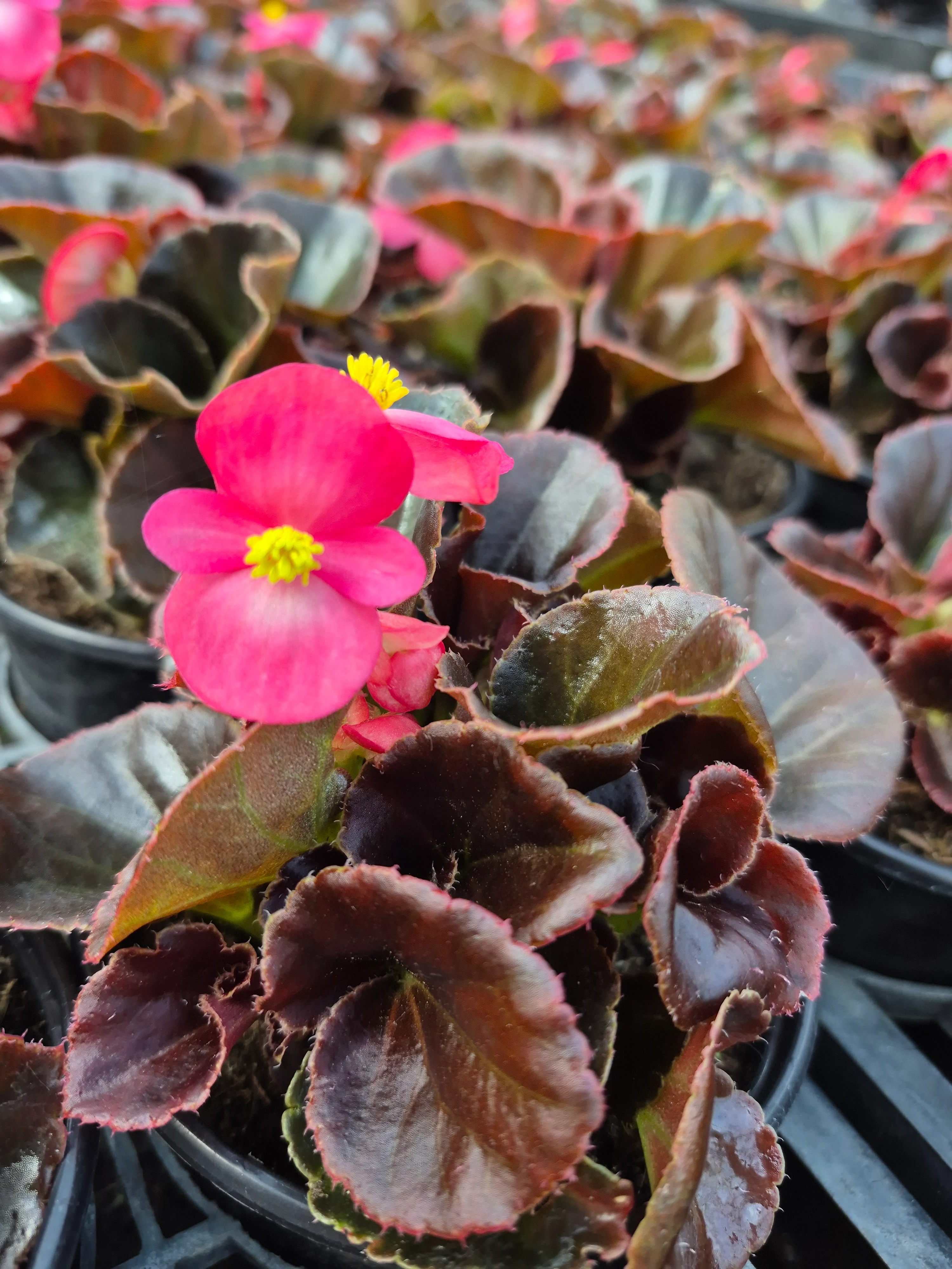 begonia semerflorens mascotte bronze pink.webp