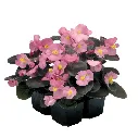 Begonia semperflorens Mascotte Bronze Rose F1.webp