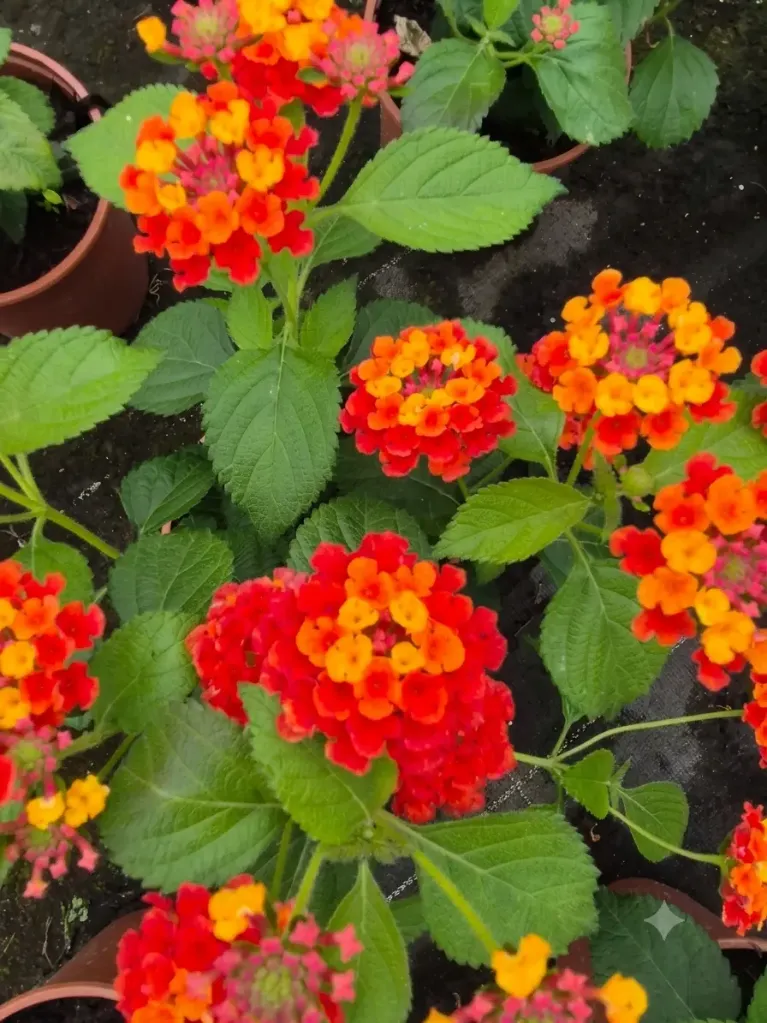 Lantana camara Gem Ruby (1).webp
