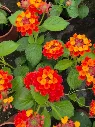 Lantana camara Gem Ruby (1).webp