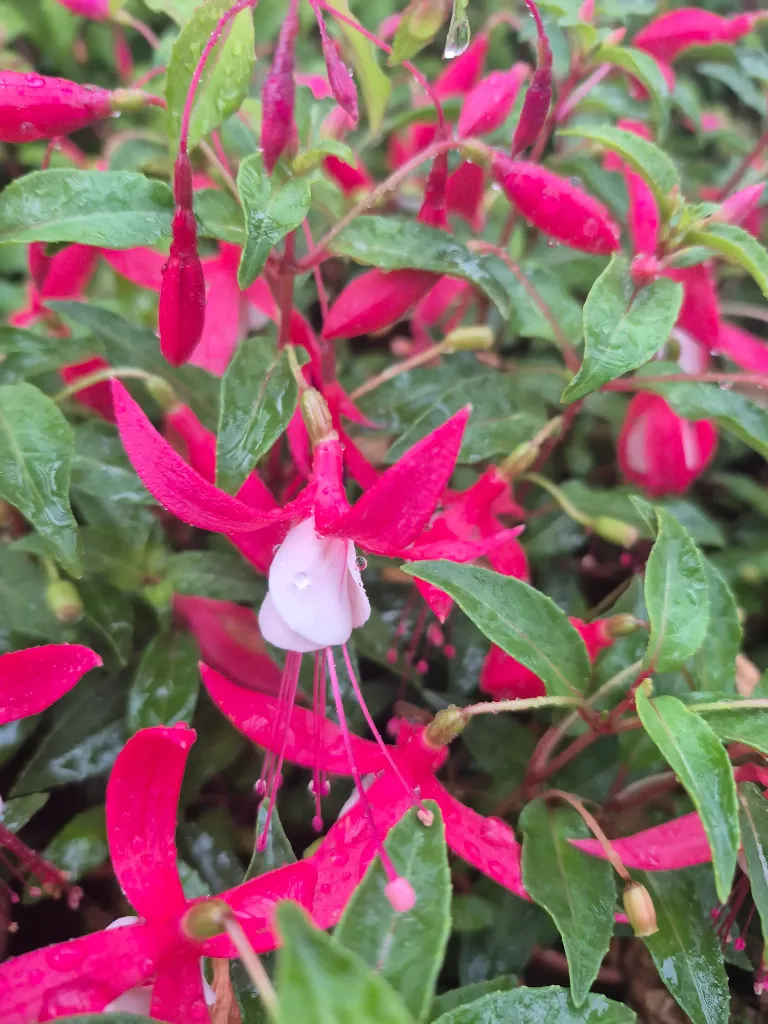 fuchsia hyb bella upright evita.webp