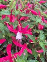 fuchsia hyb bella upright evita.webp
