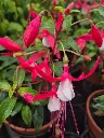 fuchsia hyb bella upright evita (2).webp