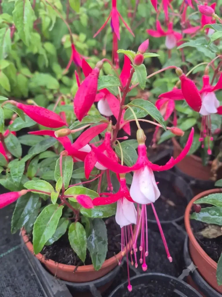 fuchsia hyb bella upright evita (1).webp