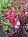 fuchsia hyb bella upright evita (1).webp