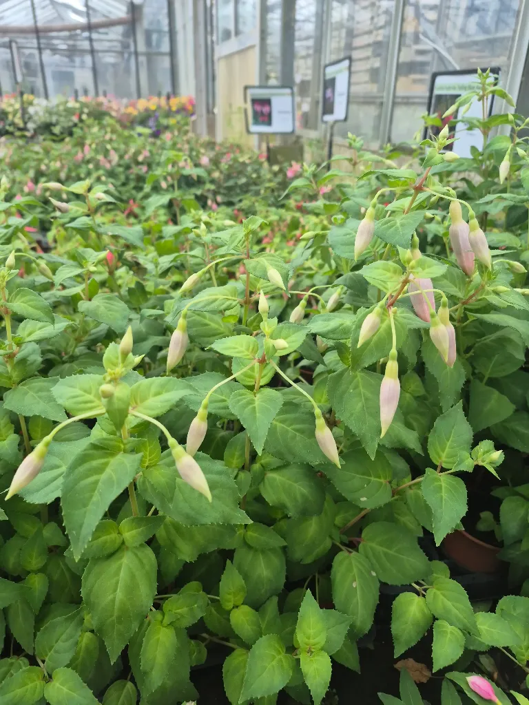 fuchsia perennial Celia Smedley (2).webp