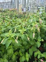 fuchsia perennial Celia Smedley (2).webp