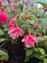 fuchsia hyb trailing el camino.webp