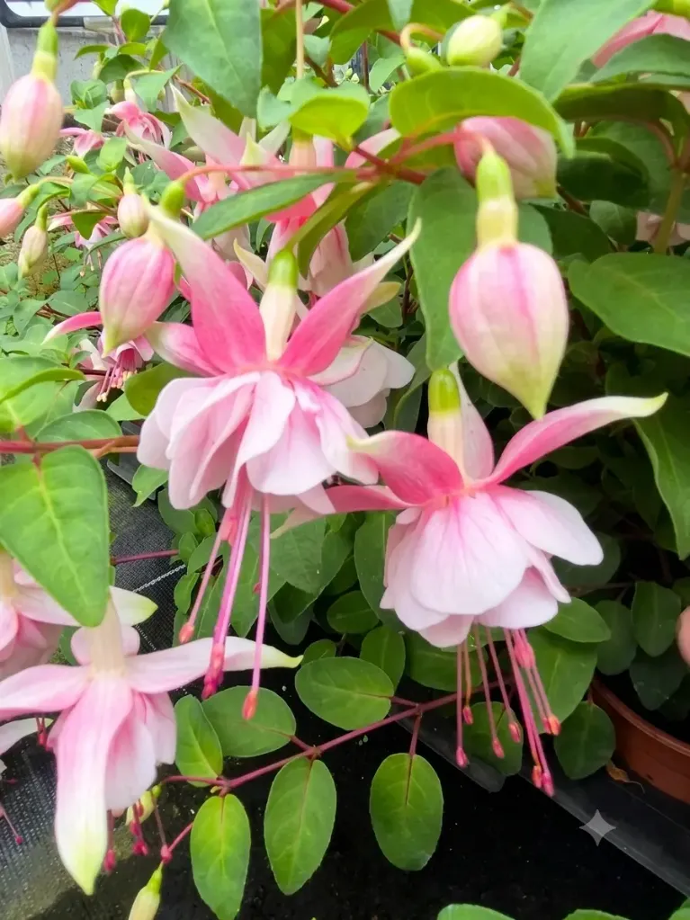 fuchsia hyb trailing claudia.webp