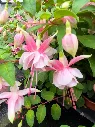 fuchsia hyb trailing claudia.webp