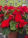 begonia Sunbrero red.webp