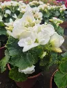 begonia Sunbrero clara.webp