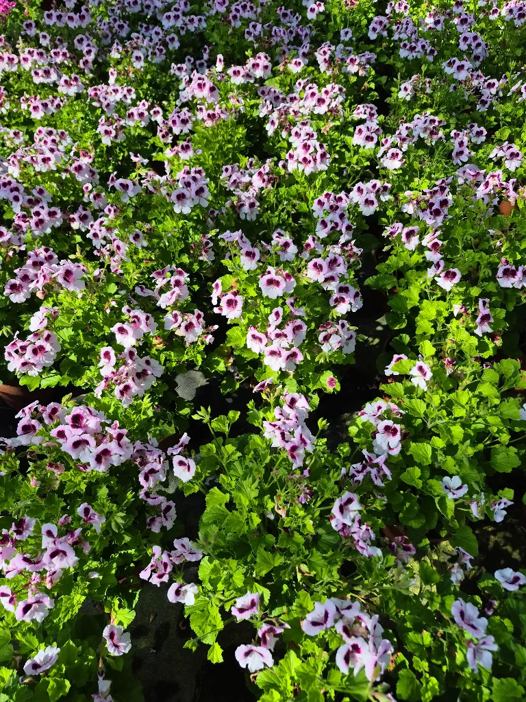 pelargonium grandiflorum angel mosquitaway lizzy (2).webp