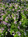 pelargonium grandiflorum angel mosquitaway lizzy (2).webp