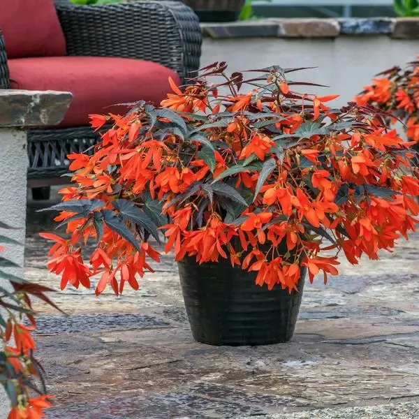 Begonia boliviensis Prominent Orange Dark Leaved.webp
