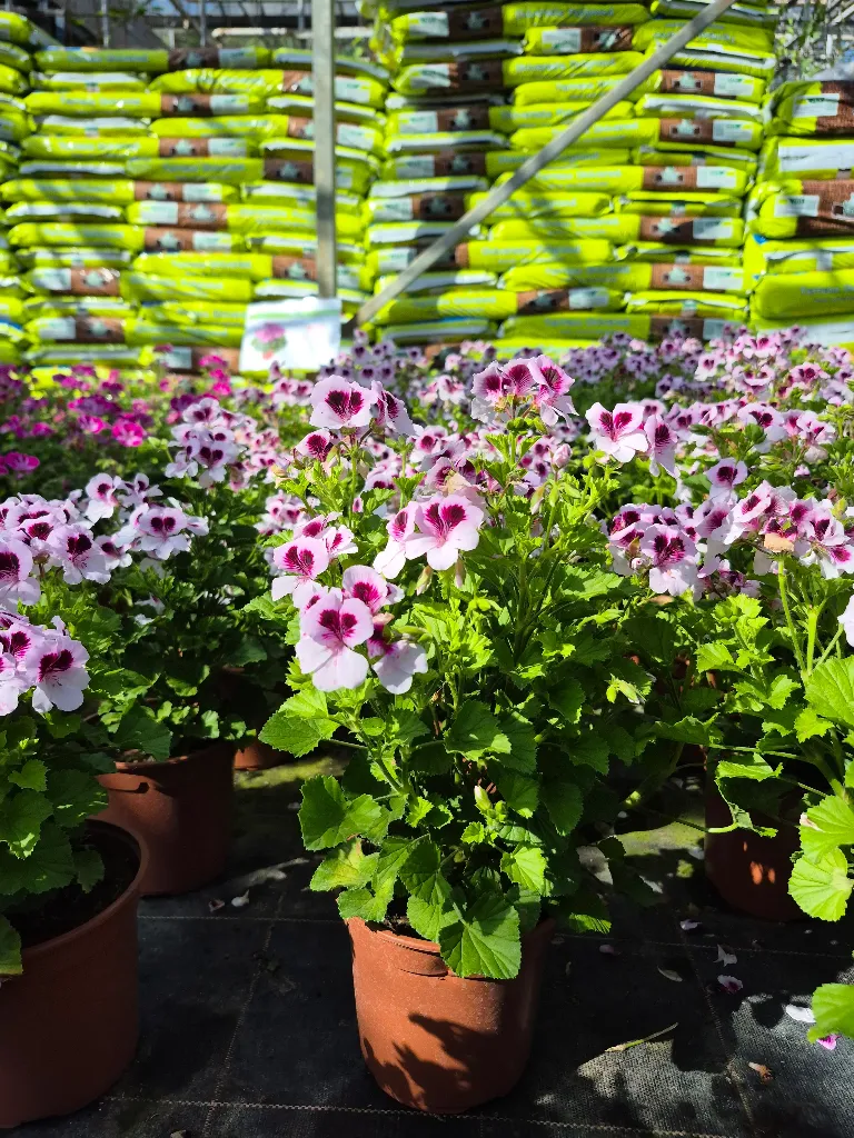 pelargonium grandiflorum angel mosquitaway lizzy.webp