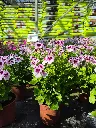 pelargonium grandiflorum angel mosquitaway lizzy.webp