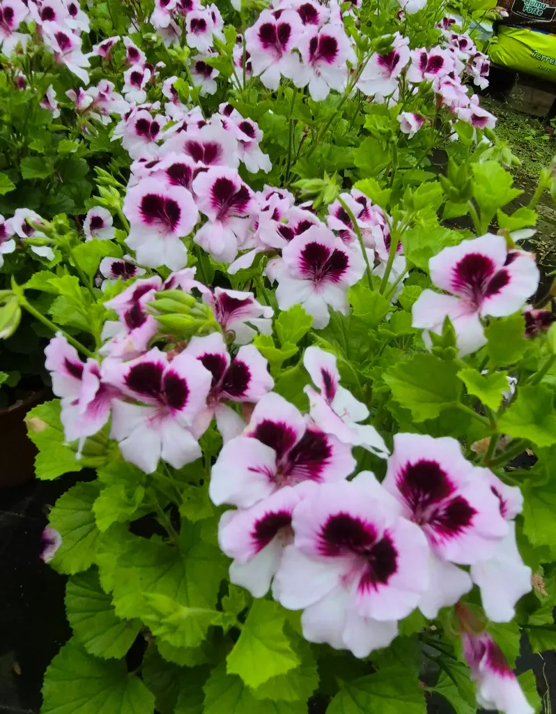 pelargonium grandiflorum angel mosquitaway lizzy (1).webp