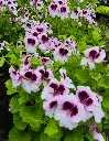 pelargonium grandiflorum angel mosquitaway lizzy (1).webp