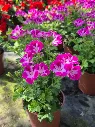 pelargonium grandiflorum pinkerbell (2).webp