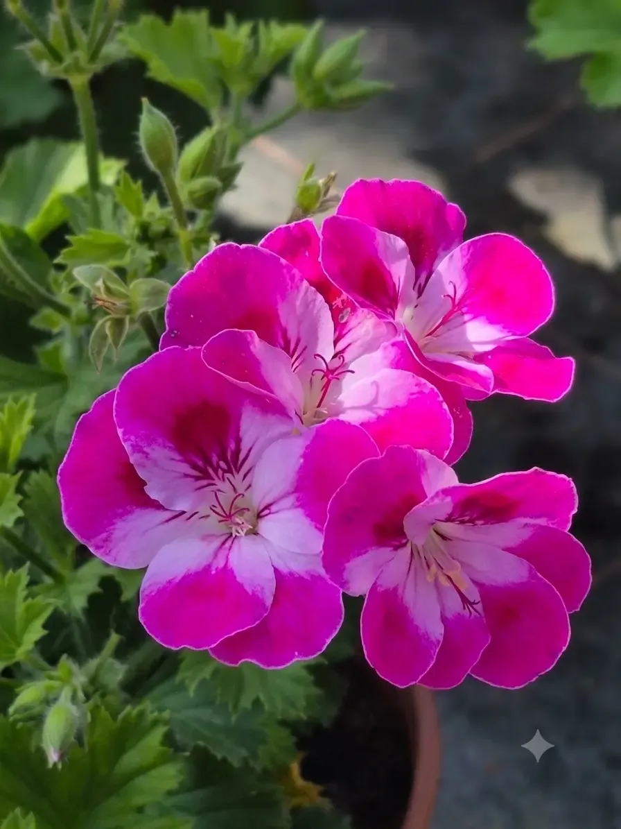 pelargonium grandiflorum pinkerbell.webp