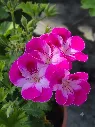 pelargonium grandiflorum pinkerbell.webp