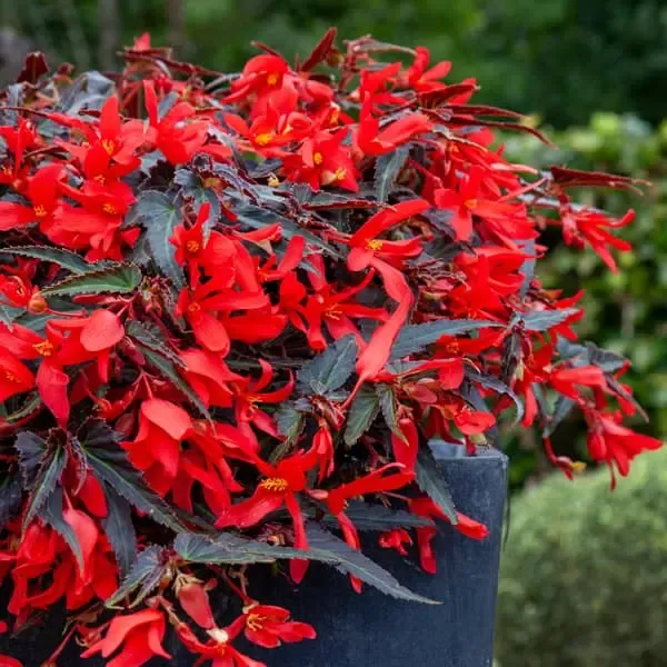 Begonia boliviensis Prominent Red Dark Leaved.webp