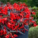 Begonia boliviensis Prominent Red Dark Leaved.webp