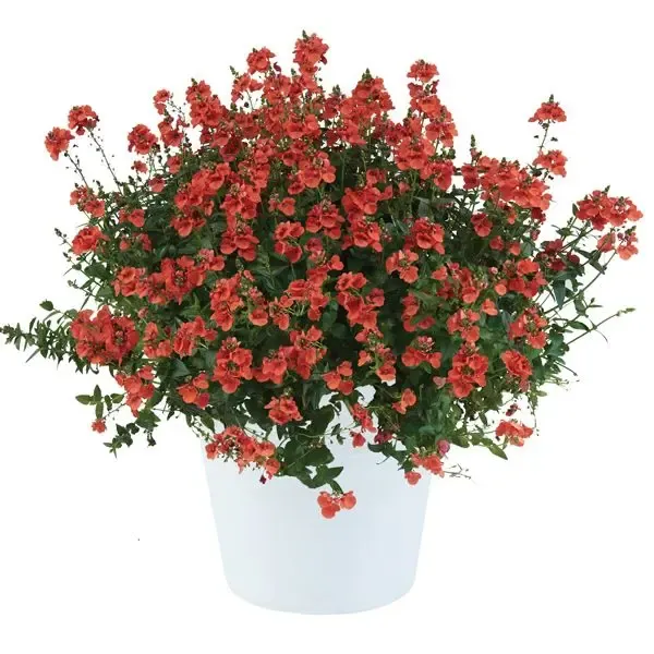 Diascia hybrida Trinity Sunset.webp