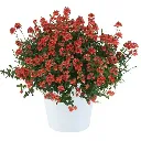 Diascia hybrida Trinity Sunset.webp