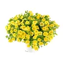 Calibrachoa hybrida Lia Yellow Improved.webp