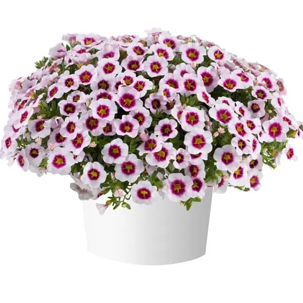 Calibrachoa hybrida Eyeconic Cherry Blossom Improved.webp