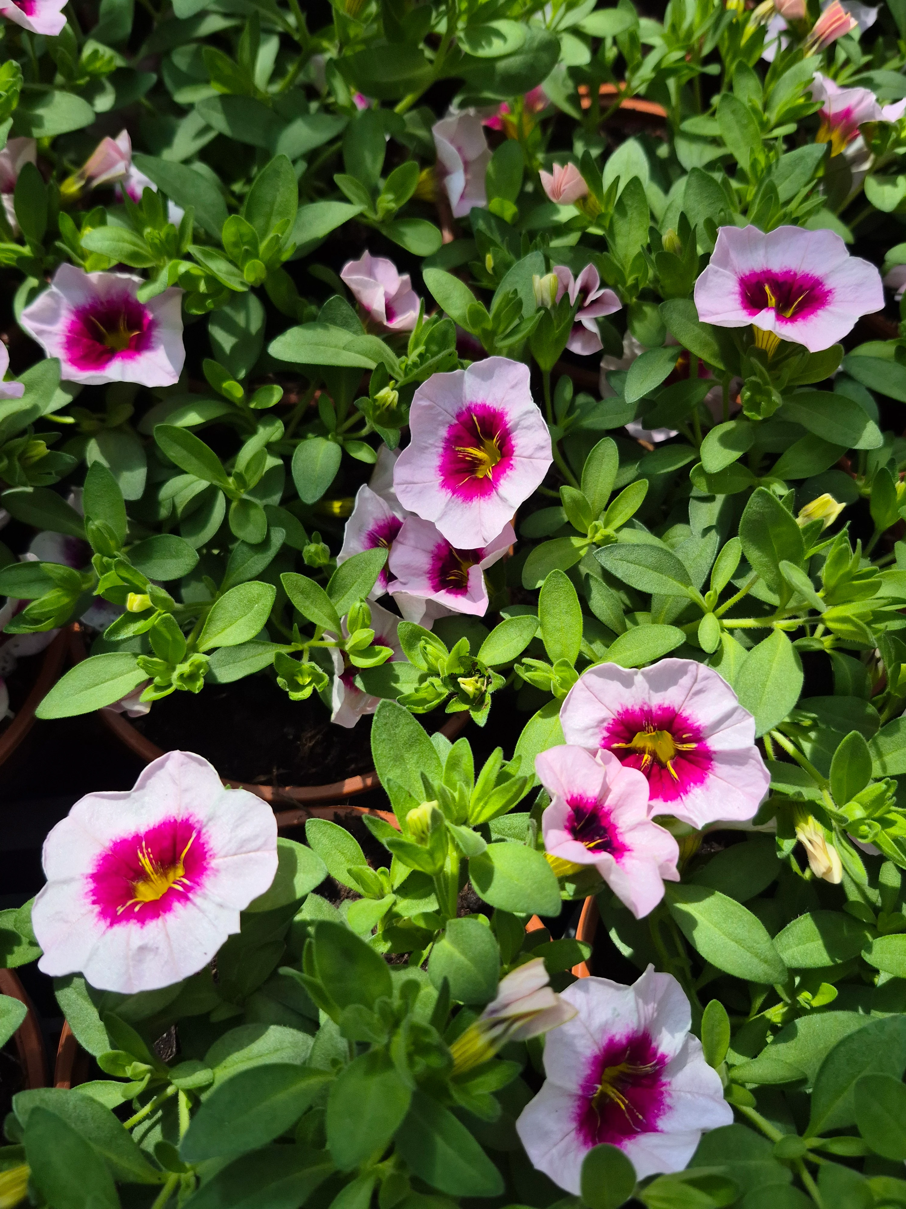 calibrachoa hyb eyeconic cherry blossom.webp
