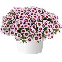 Calibrachoa hybrida Eyeconic Cherry Blossom Improved.webp