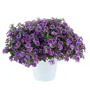 Calibrachoa hybrida Colibri Purple Bling.webp