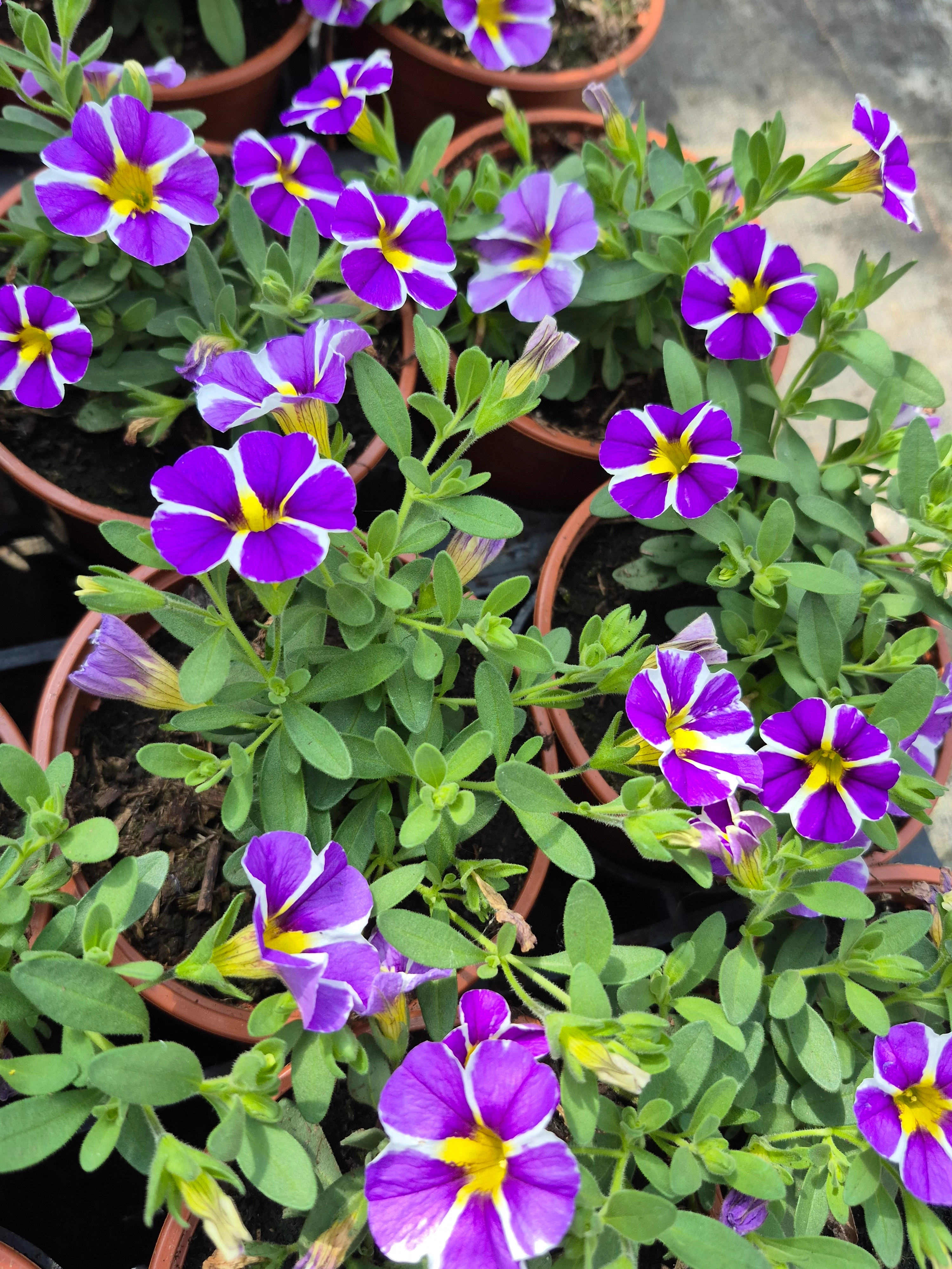 calibrachoa hyb colibri purple bling.webp