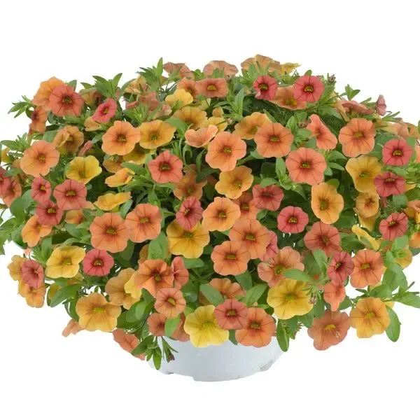 Calibrachoa hybrida Lia Melon.webp