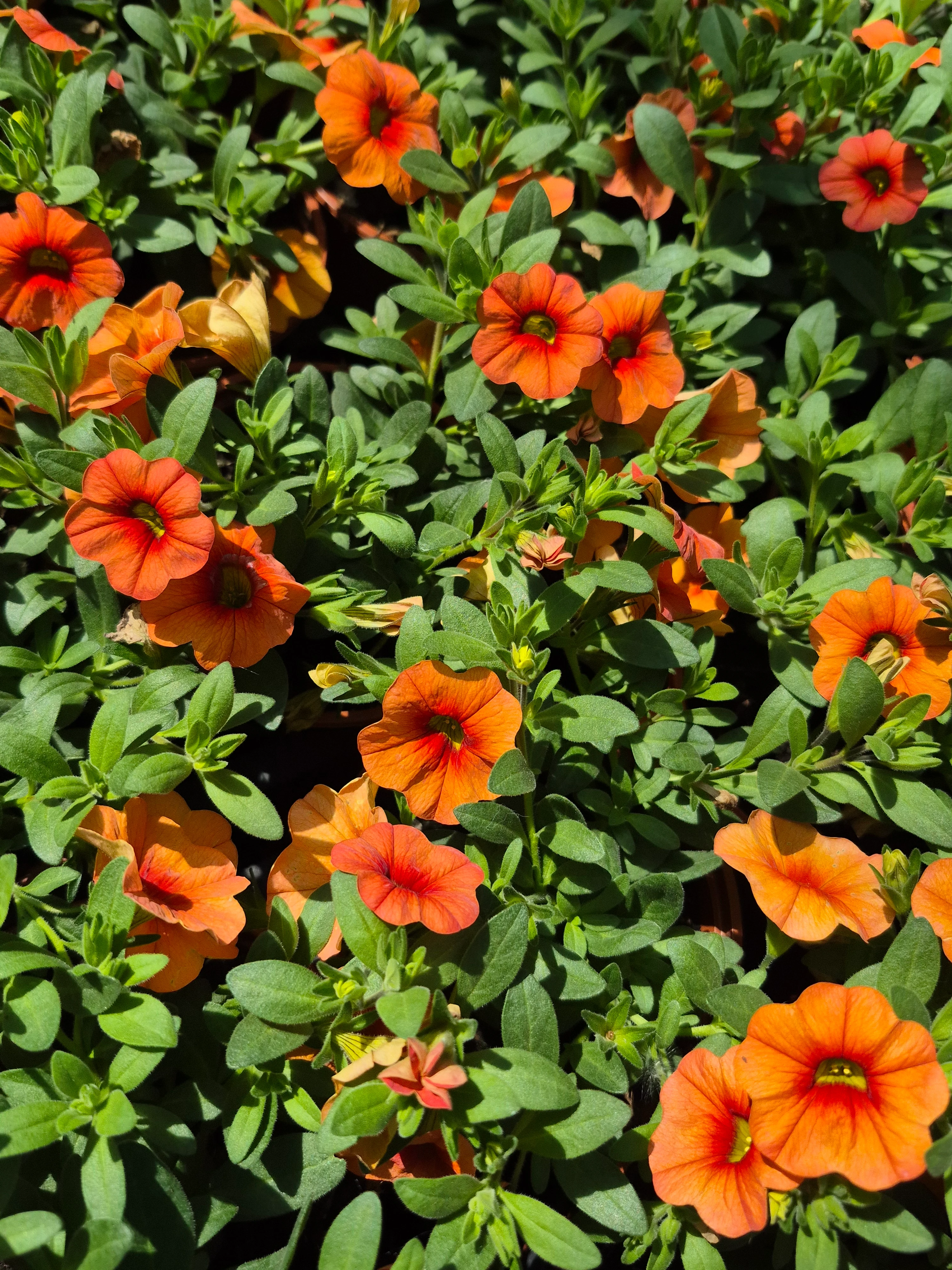 calibrachoa hyb lia melon.webp