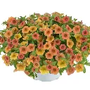 Calibrachoa hybrida Lia Melon.webp