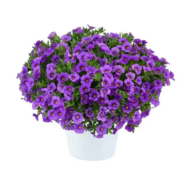 Calibrachoa hybrida Lia Violet.webp