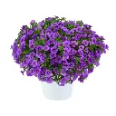 Calibrachoa hybrida Lia Violet.webp