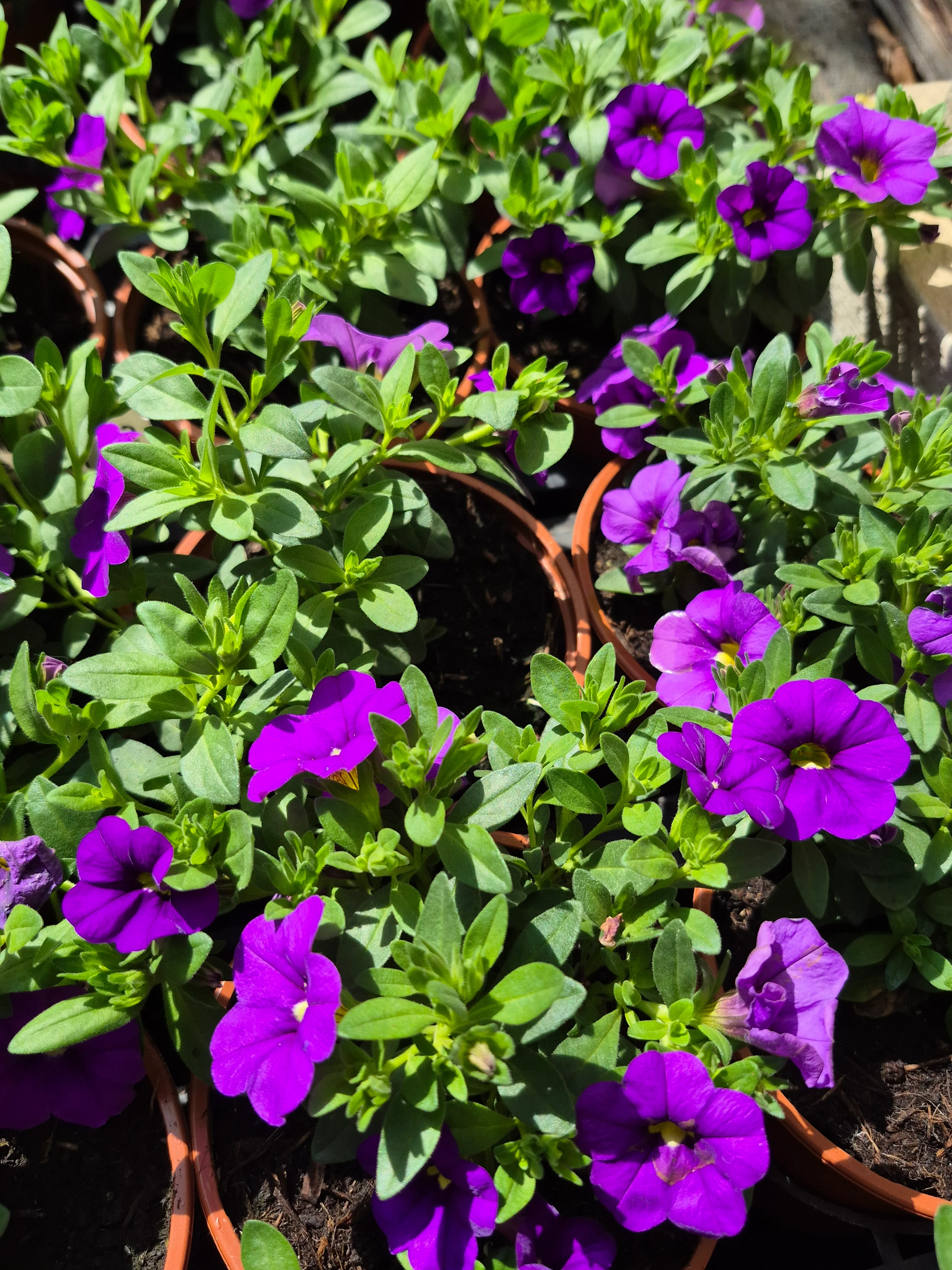 calibrachoa hyb lia violet.webp