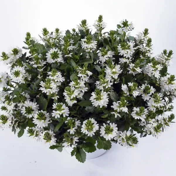 Scaevola aemula White Touch.webp