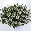 Scaevola aemula White Touch.webp
