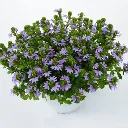Scaevola aemula Blue Touch.webp
