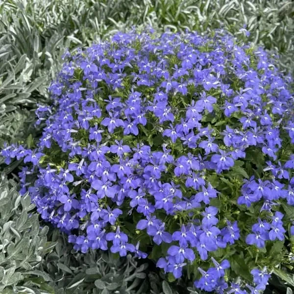 Lobelia erinus Africo Oasis Blue.webp