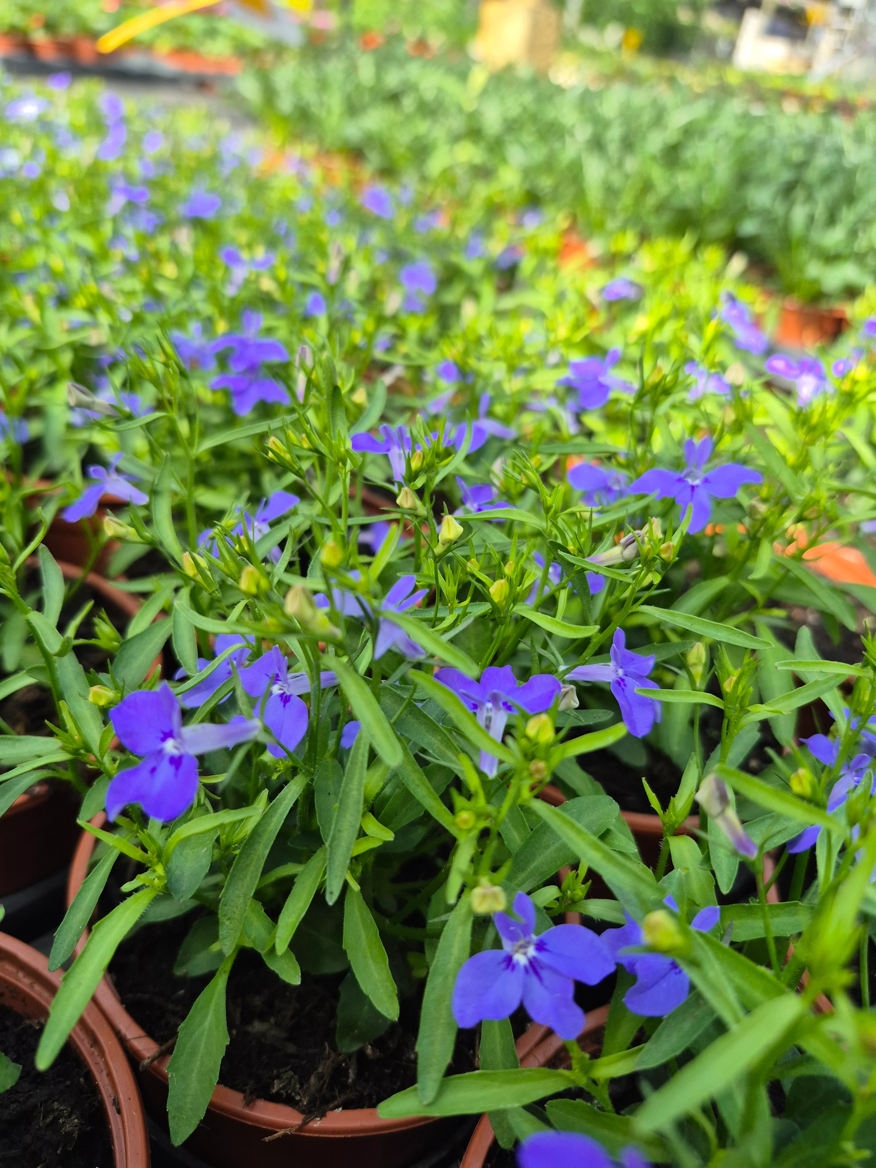 lobelia erinus africo oasis blue.webp