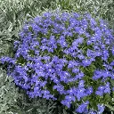 Lobelia erinus Africo Oasis Blue.webp