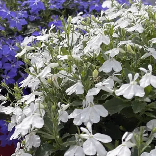 Lobelia erinus Africo White Cloud.webp