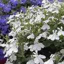 Lobelia erinus Africo White Cloud.webp